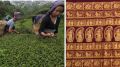 From Darjeeling Tea to Baluchari Saree, West Bengal ranks 3rd in GI tags