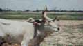 Farmer harnesses wife to plough after ox dies, Rohit Pawar seeks help