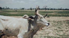 The MLA said it is painful to see the plight of the farming family.