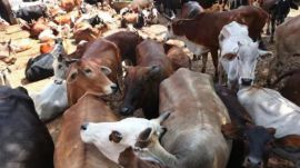 Cow slaughter Supreme Court Tamil Nadu