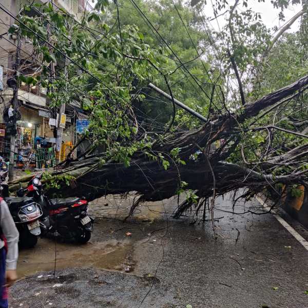Fallen tree near ISKCON temple, Raja Dhir Sen Marg, East of Kailash. (Express Photo)