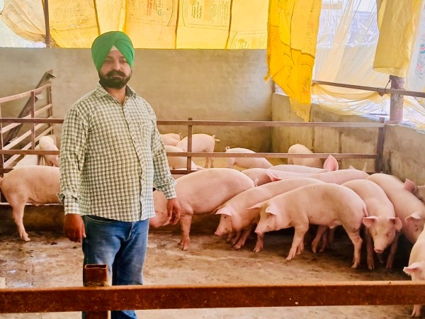 Even after prices crashed, from about Rs 6,500 to Rs 3,500 per piglet and from Rs 220 to Rs 130 per kg for fattened pigs, the farm still generates around Rs 61 lakh annually with a profit margin of 25-30 per cent.