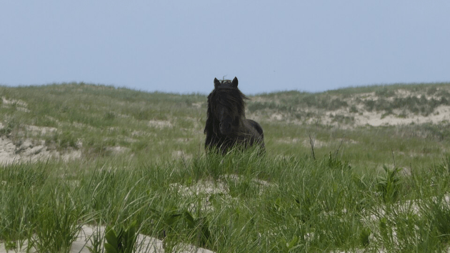 horses