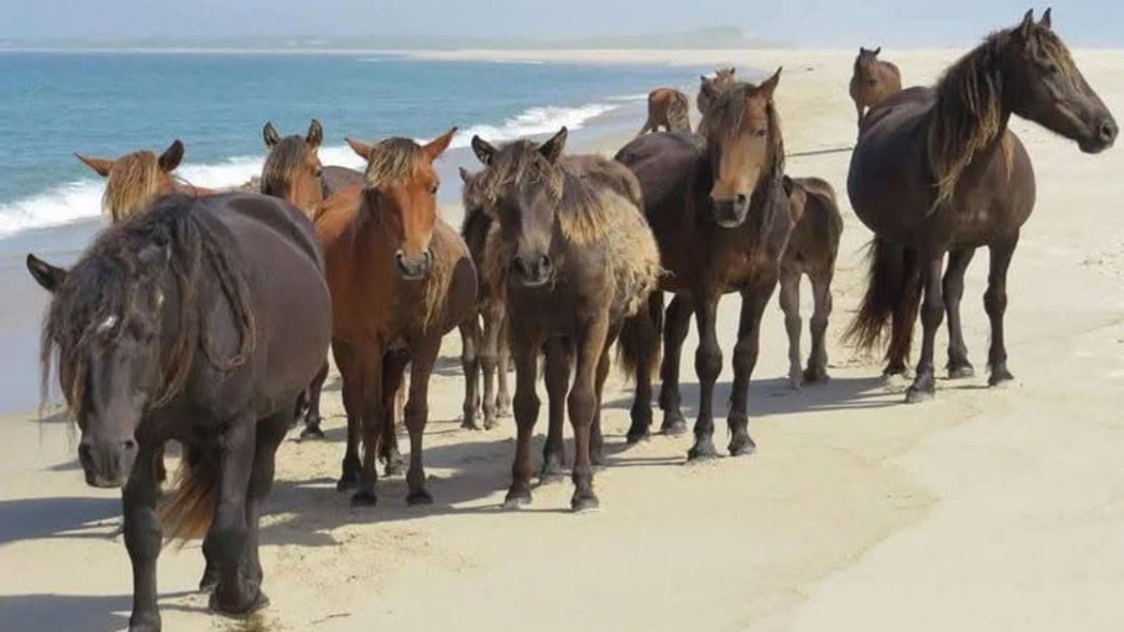 Welcome to the magical island inhabited only by wild horses
