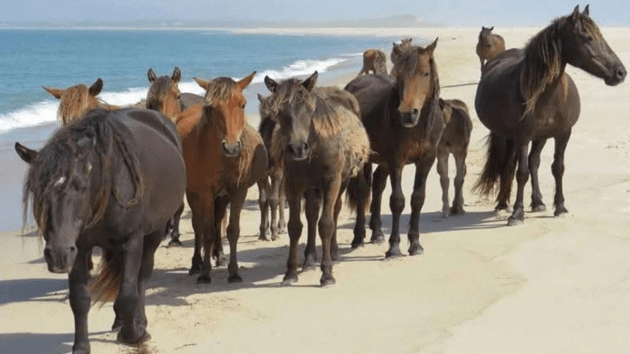 animals
