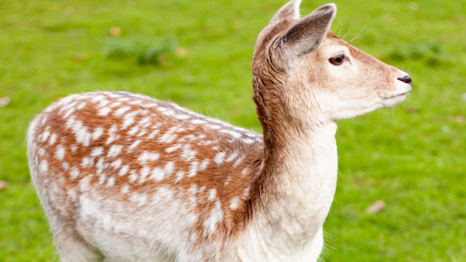 5 animals that can detect human lies