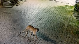Ahmedabad leopard