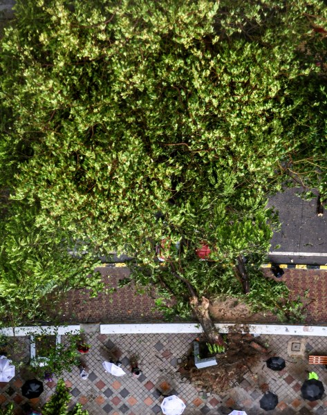 1,856 trees fell, 3 died in 11 days: Why India's richest civic body can't predict the next collapse
