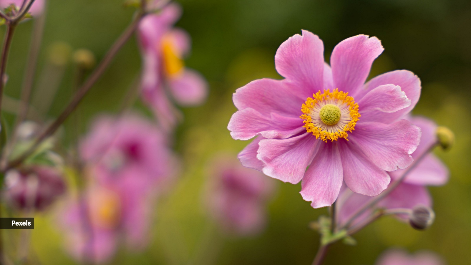 valley of flowers