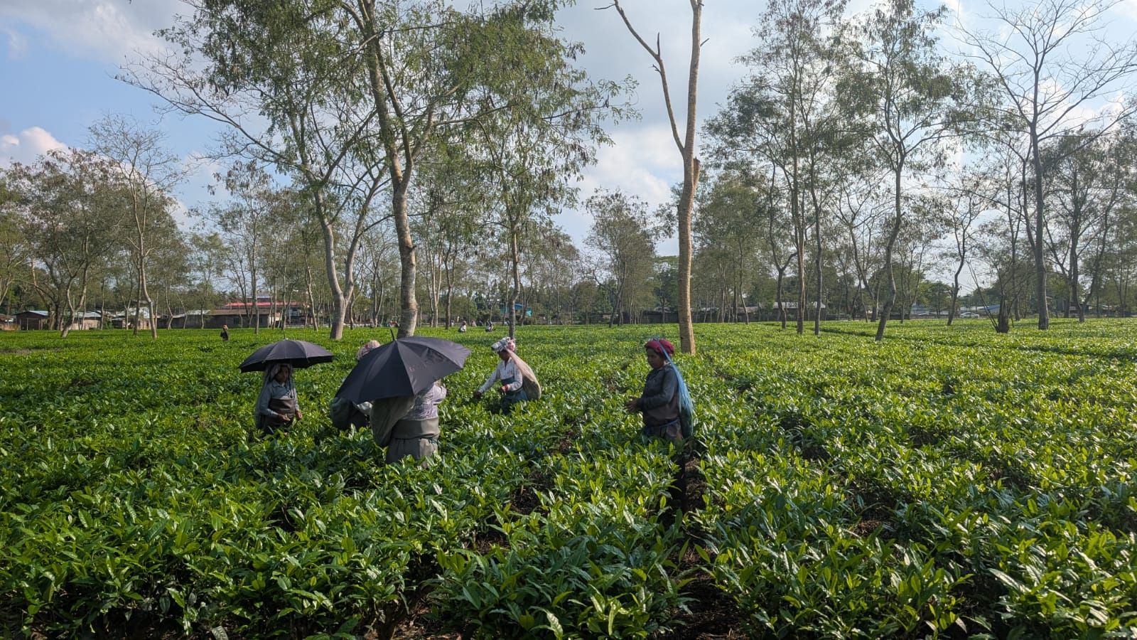 Assam tea