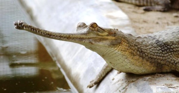 Baby gharial photographed Kukrail reserve forest, Lucknow (Wikimedia Commons)