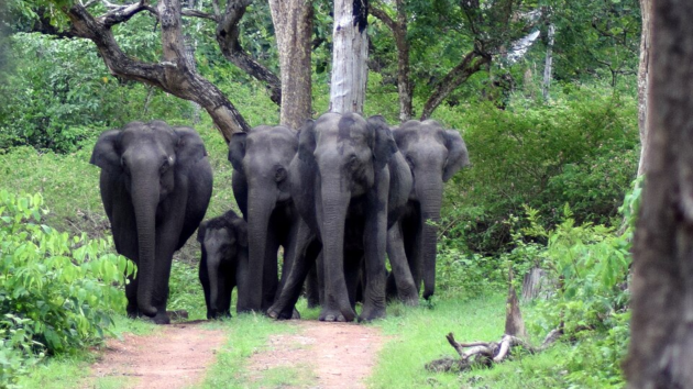 elephants