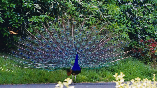 birds