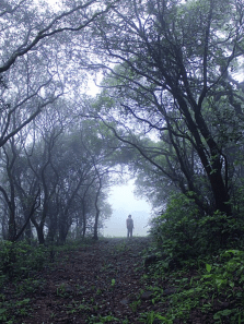 Best wildlife parks to visit during the monsoon