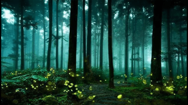 fireflies