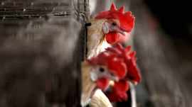 bird flu outbreak, Navapur poultry farmers compensation, Navapur poultry bird flu outbreak, Assistance to States for Control of Animal Diseases, Mumbai news, Maharashtra news, Indian express, current affairs