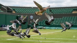birds