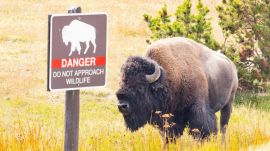 A bull bison hooked a tourist and hurled him 8ft into the air at a campsite in Wyoming's Yellowstone National Park.