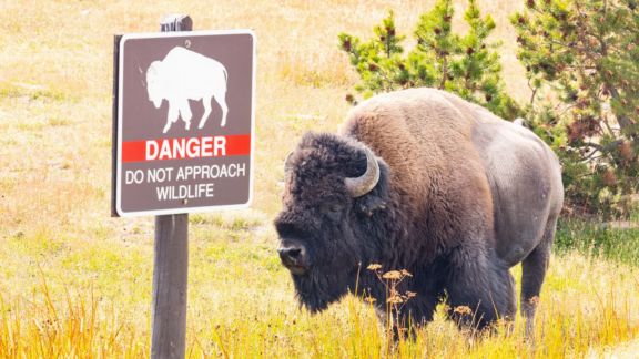 A bull bison hooked a tourist and hurled him 8ft into the air at a campsite in Wyoming's Yellowstone National Park.