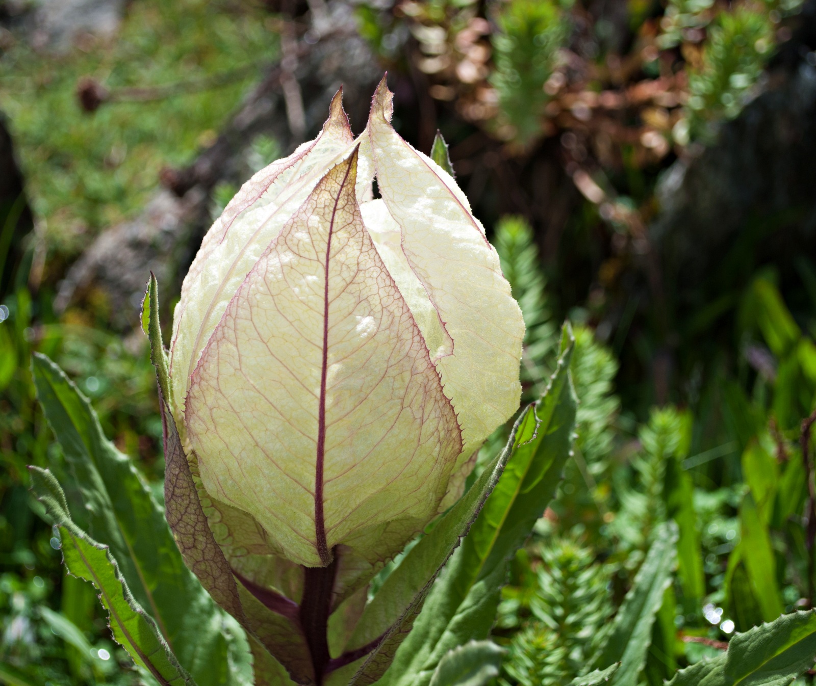 10 stunning flowers you’ll spot on the Valley of Flowers trek this monsoon
