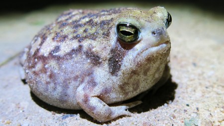 frog