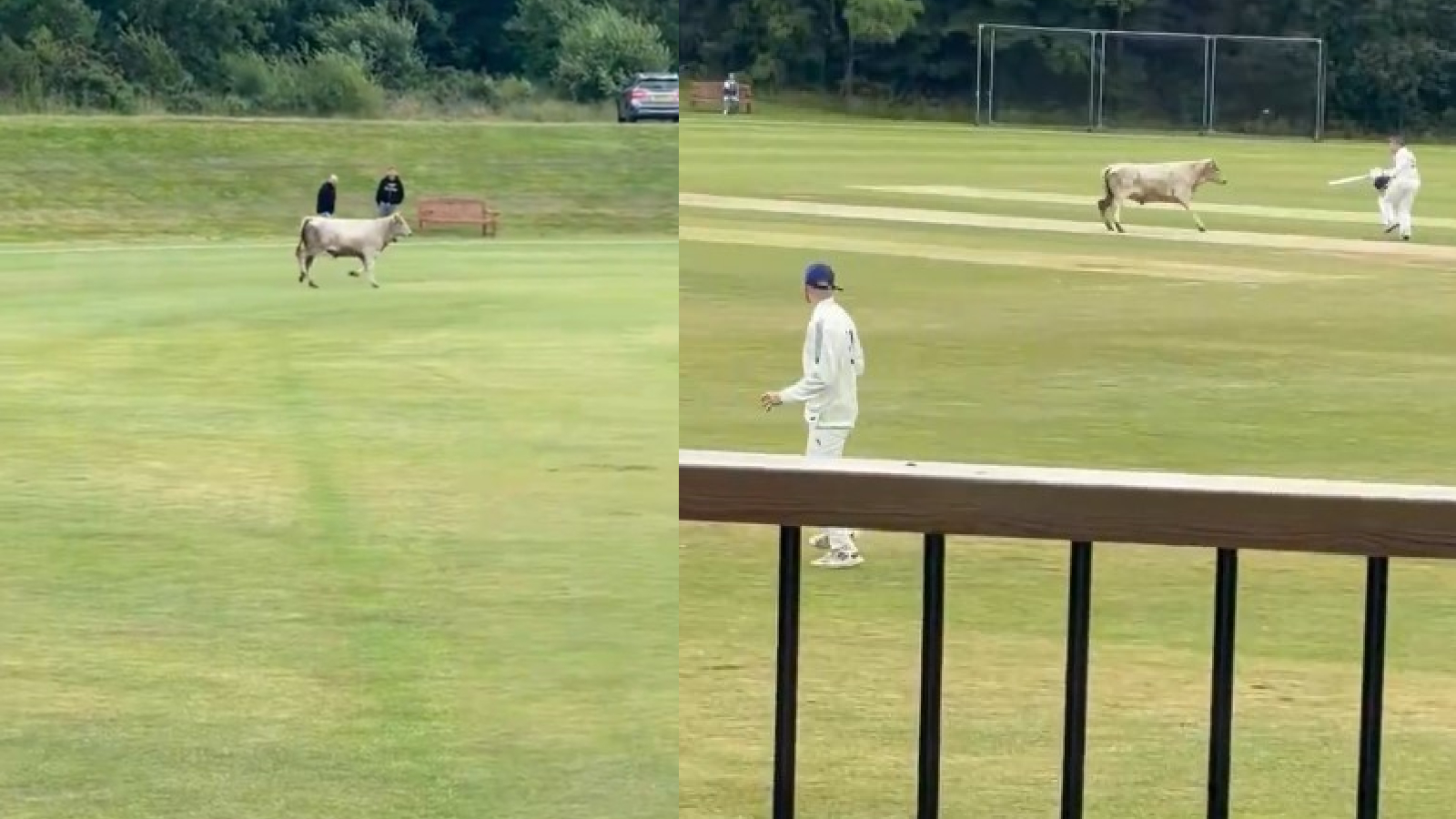 Cricket match called off as raging bull charges at players, disrupts proceedings
