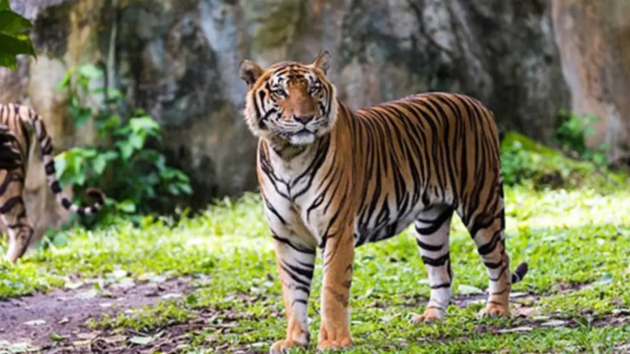 tigers