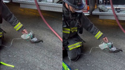 California firefighters save injured pigeon