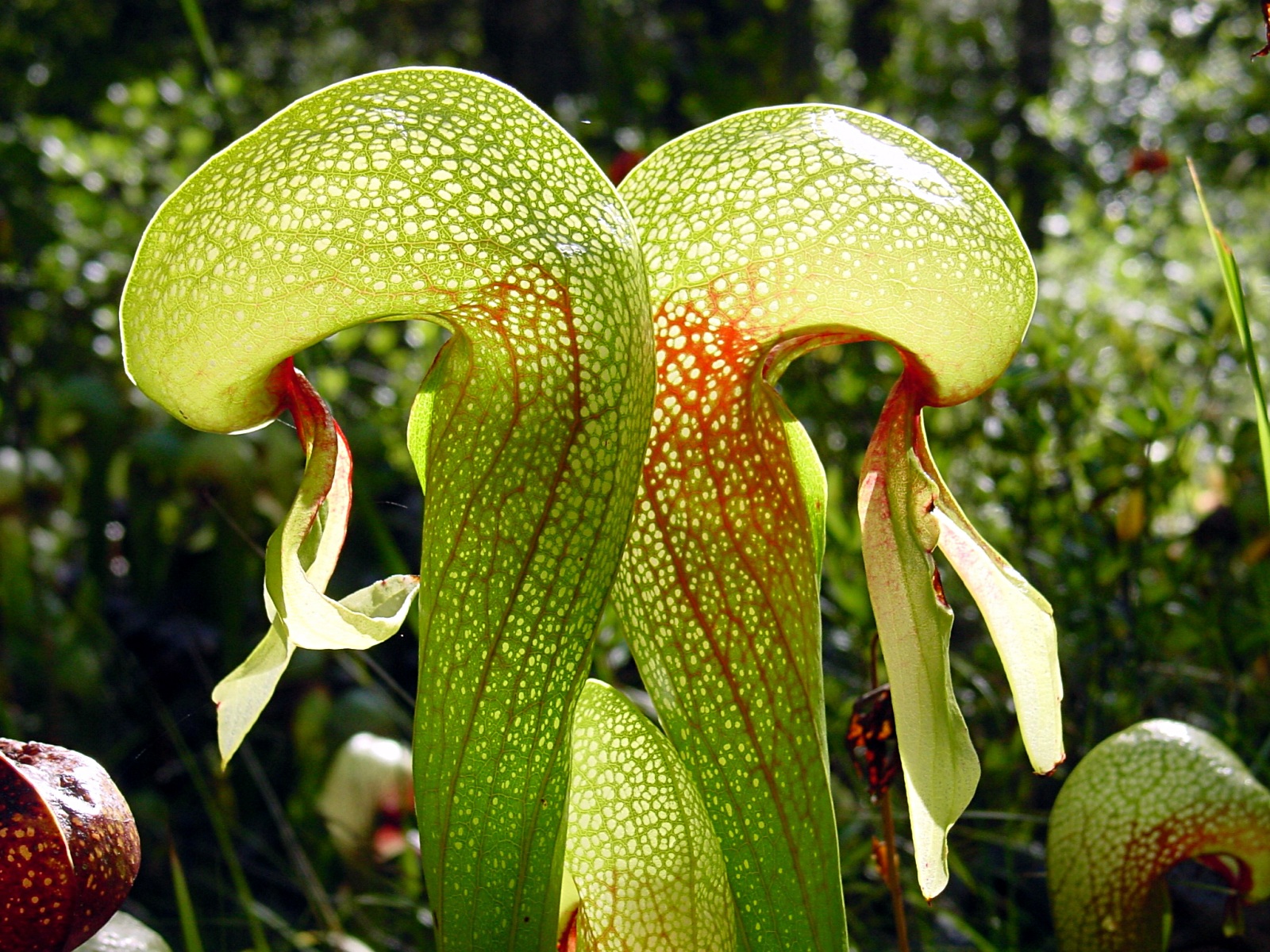 10 stunning flowers you’ll spot on the Valley of Flowers trek this monsoon