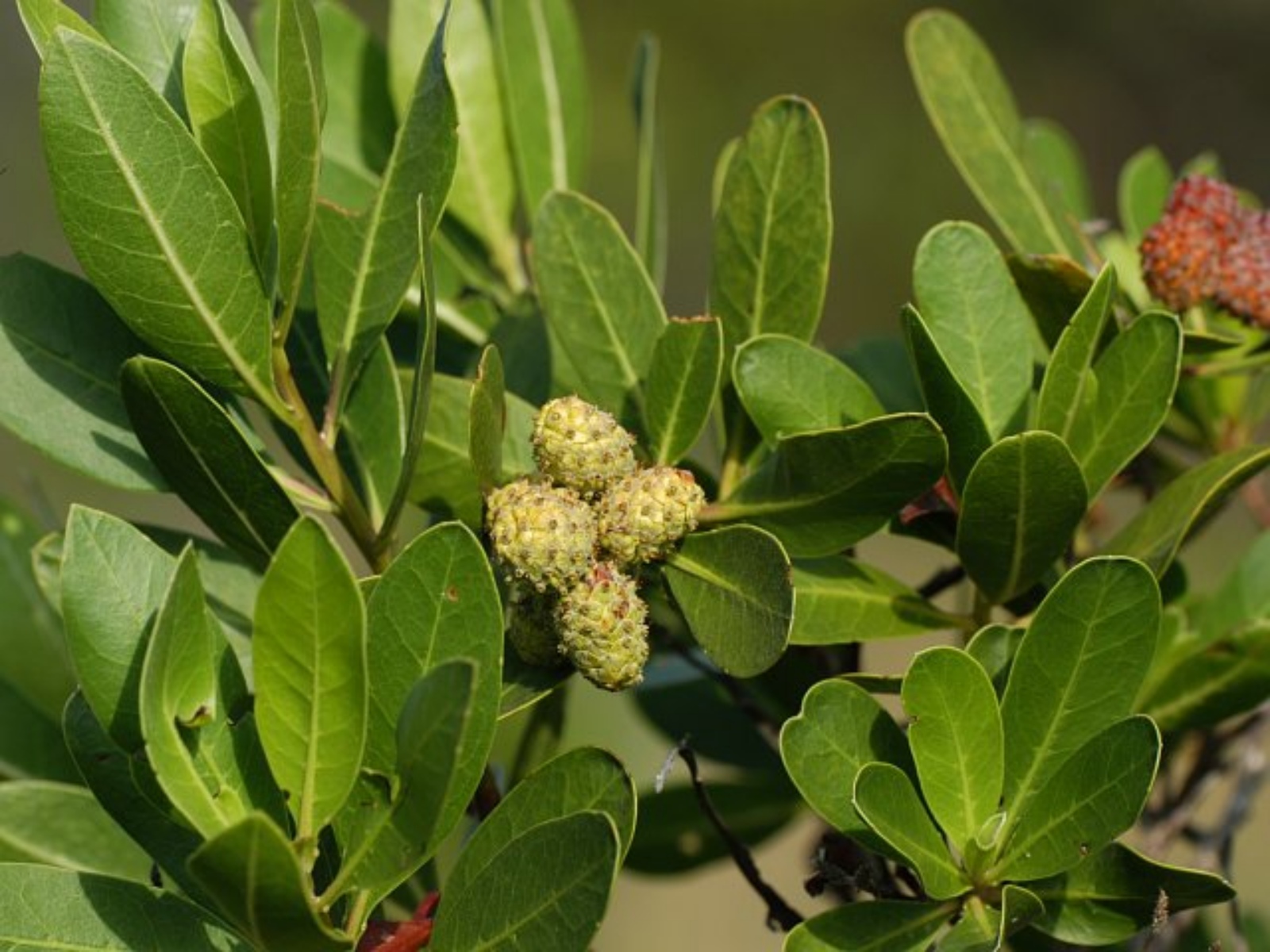 Conocarpus
