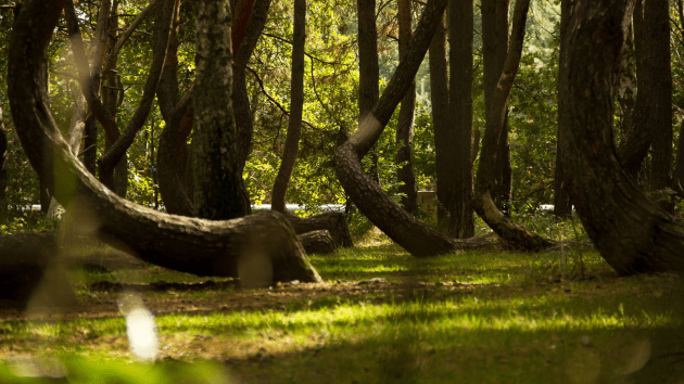 nature