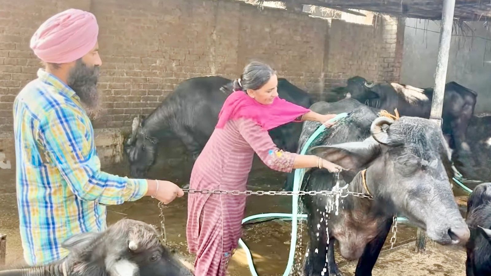 With two buffaloes and a goat, and scientific approach, Punjab farmer creates Rs 1 cr in assets