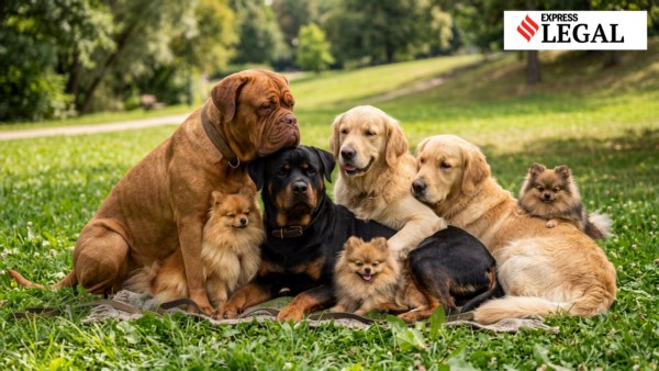 Dog Dogs Pet Pets