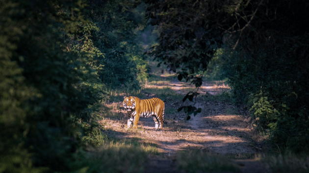tigers