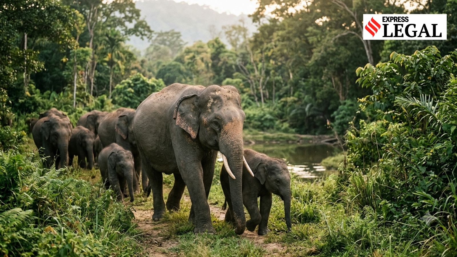 Where did the missing circus elephants go? Court gives Bengal 6 weeks to trace them