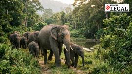 Calcutta High Court elephants