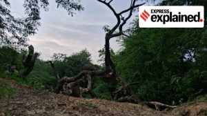India’s first night safari gets SC nod: What the Kukrail project will offer