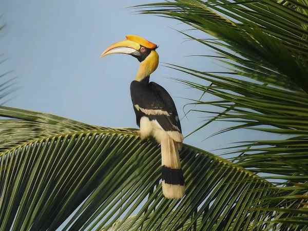 Knowledge Nugget | Indian Grey Hornbill returns to Gir: Meet the bird that seals its mate inside a tree for two months