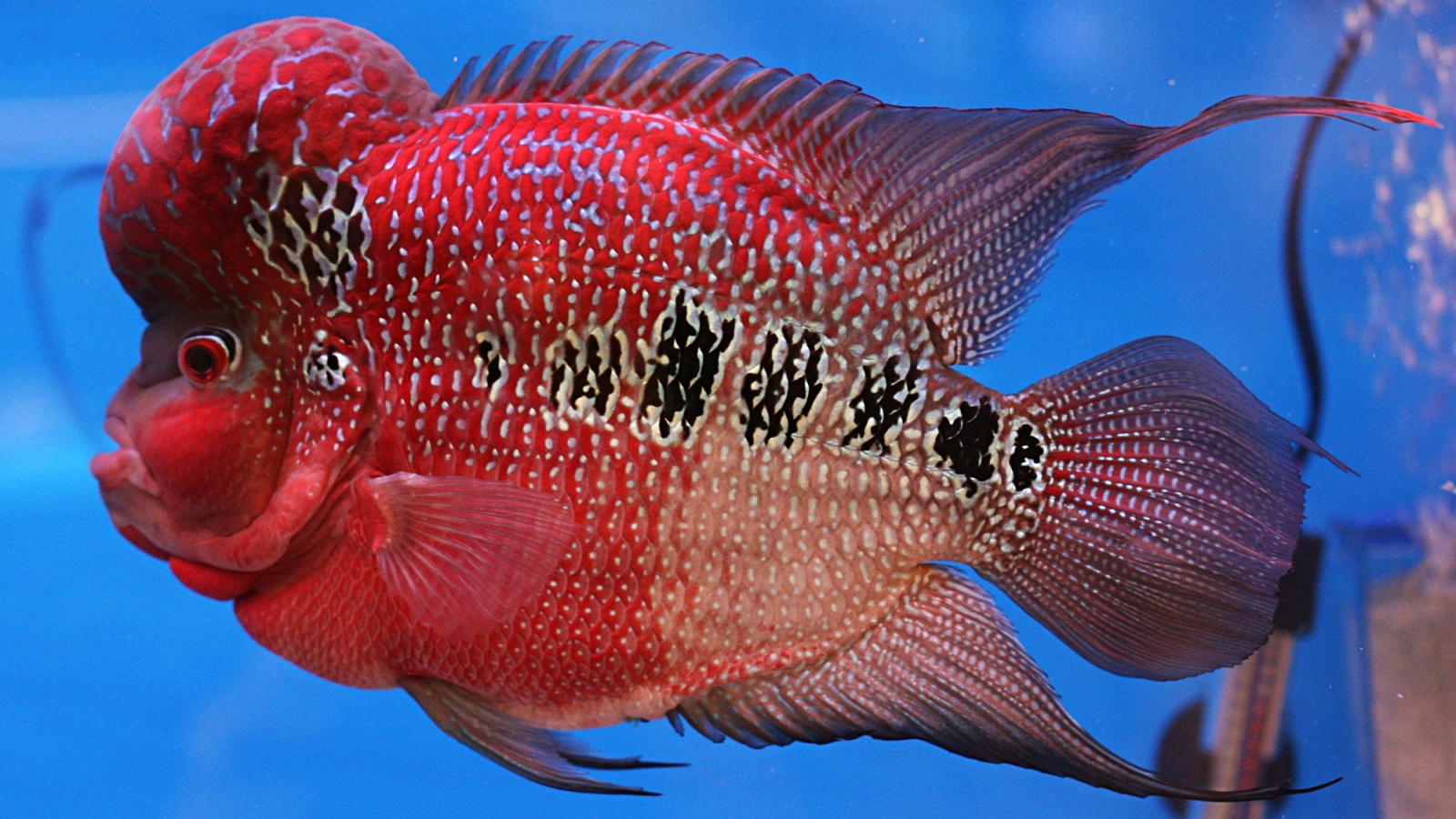 fish