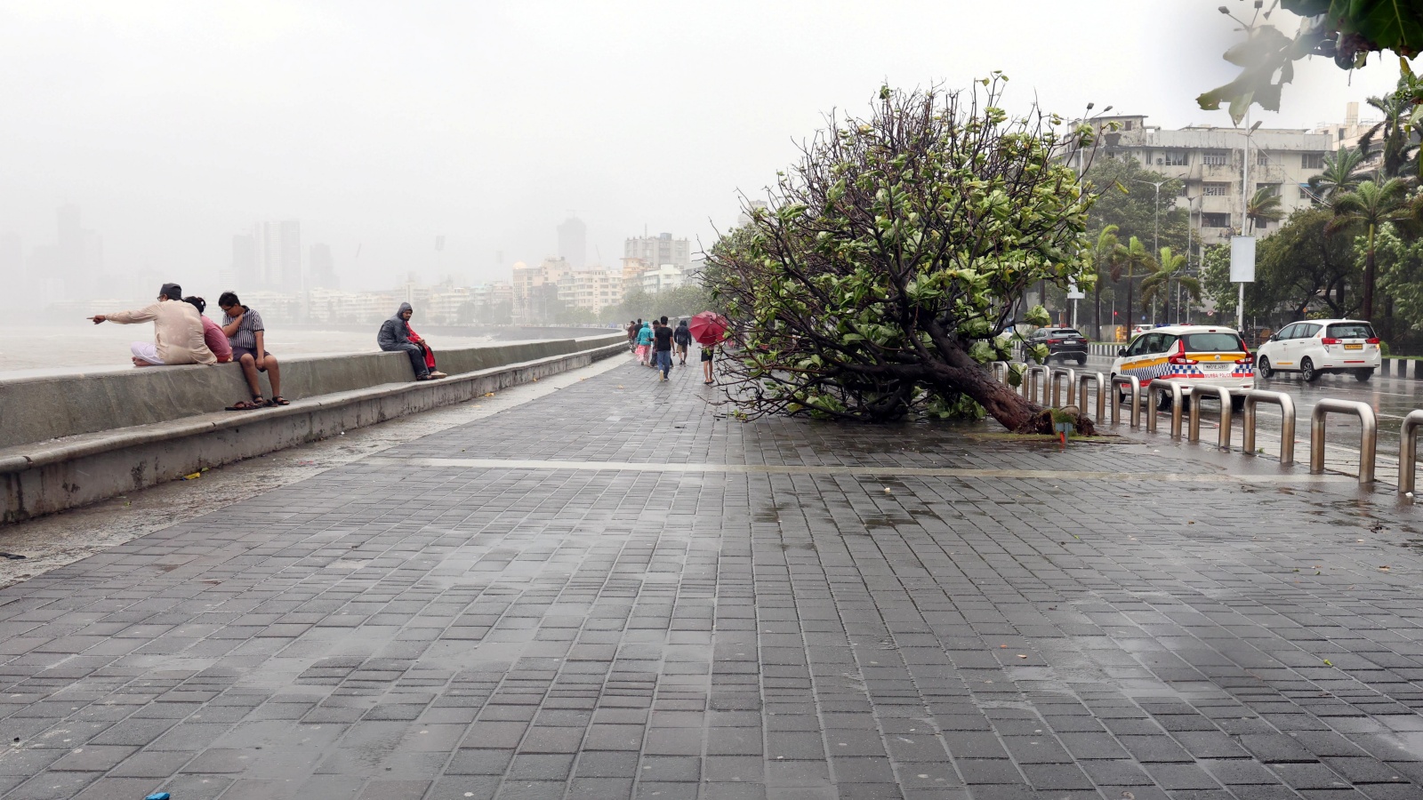 A boy killed by a falling tree, Mumbai civic panel now wants contractors held liable for root damage