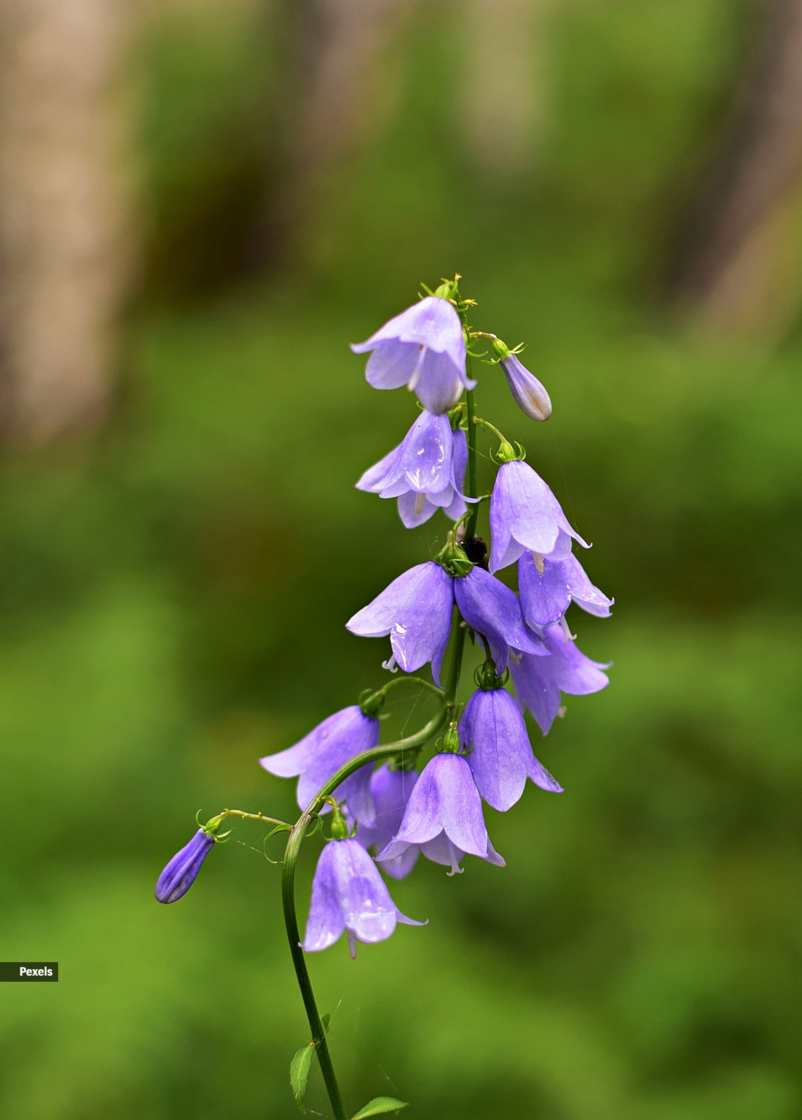 10 stunning flowers you’ll spot on the Valley of Flowers trek this monsoon