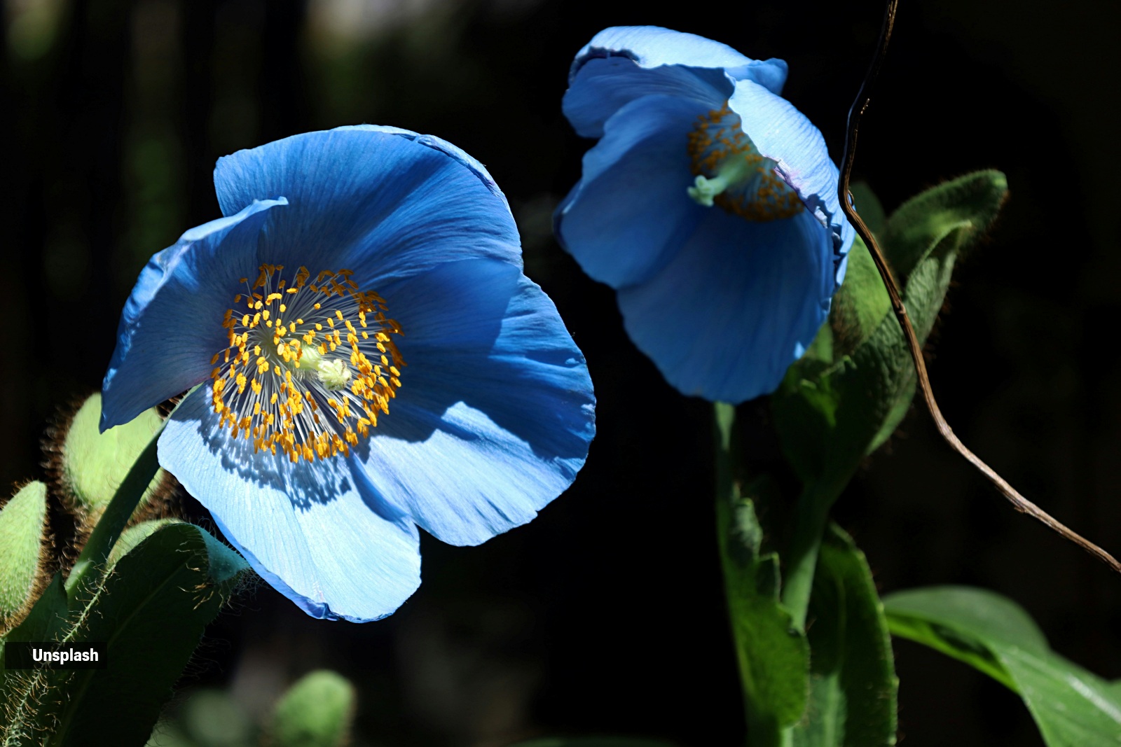 10 stunning flowers you’ll spot on the Valley of Flowers trek this monsoon