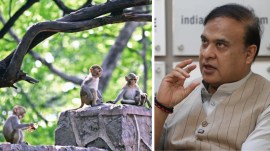 BAI president Himanta Biswa Sarma said it is tough to control the menace of monkeys. (Archive & Renuka Puri/Express Photo)