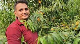 Darvesh Patter also grows guava on one and a half acres, while two and a half acres are under net houses for vegetables such as cucumber, coloured capsicum, watermelon, and muskmelon. Photo special arrangement