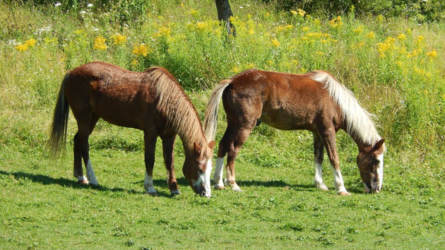 horses