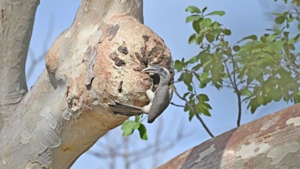 Knowledge nugget Indian Grey Hornbill returns to Gir: Meet the bird that seals its mate inside a tree for two months
