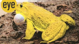 During monsoon, the raincoat yellow bull frog turns colour as it serenades its beloved