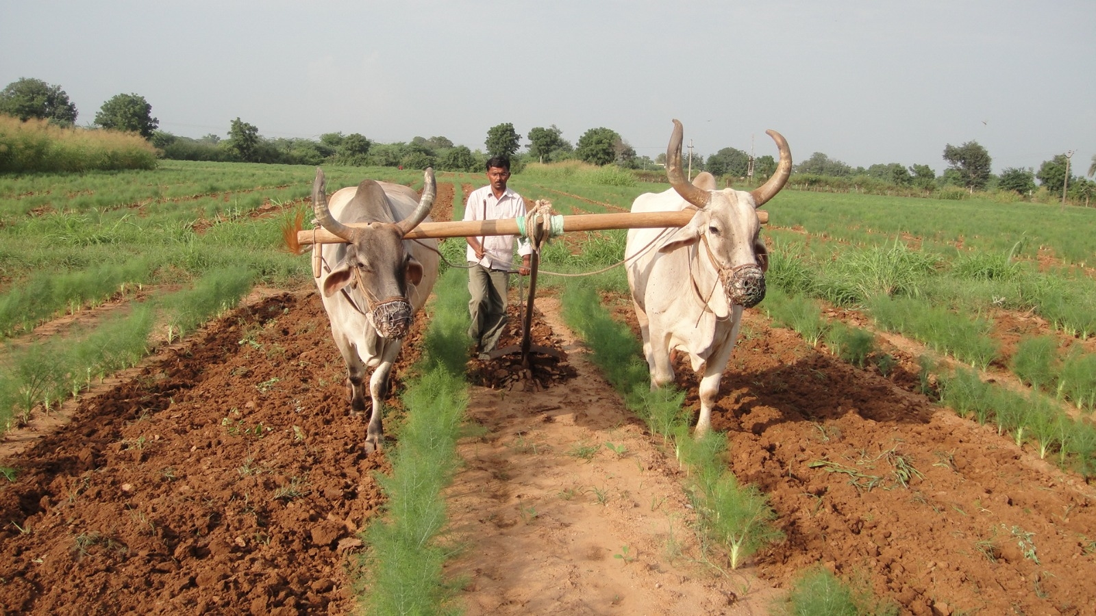 Rajasthan farmers object to GI tag for Unjha (Gujarat) jeera and saunf