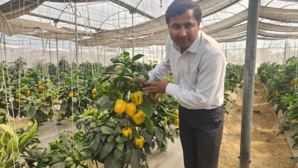 Jaipal Tanwar Haryana polyhouse farming