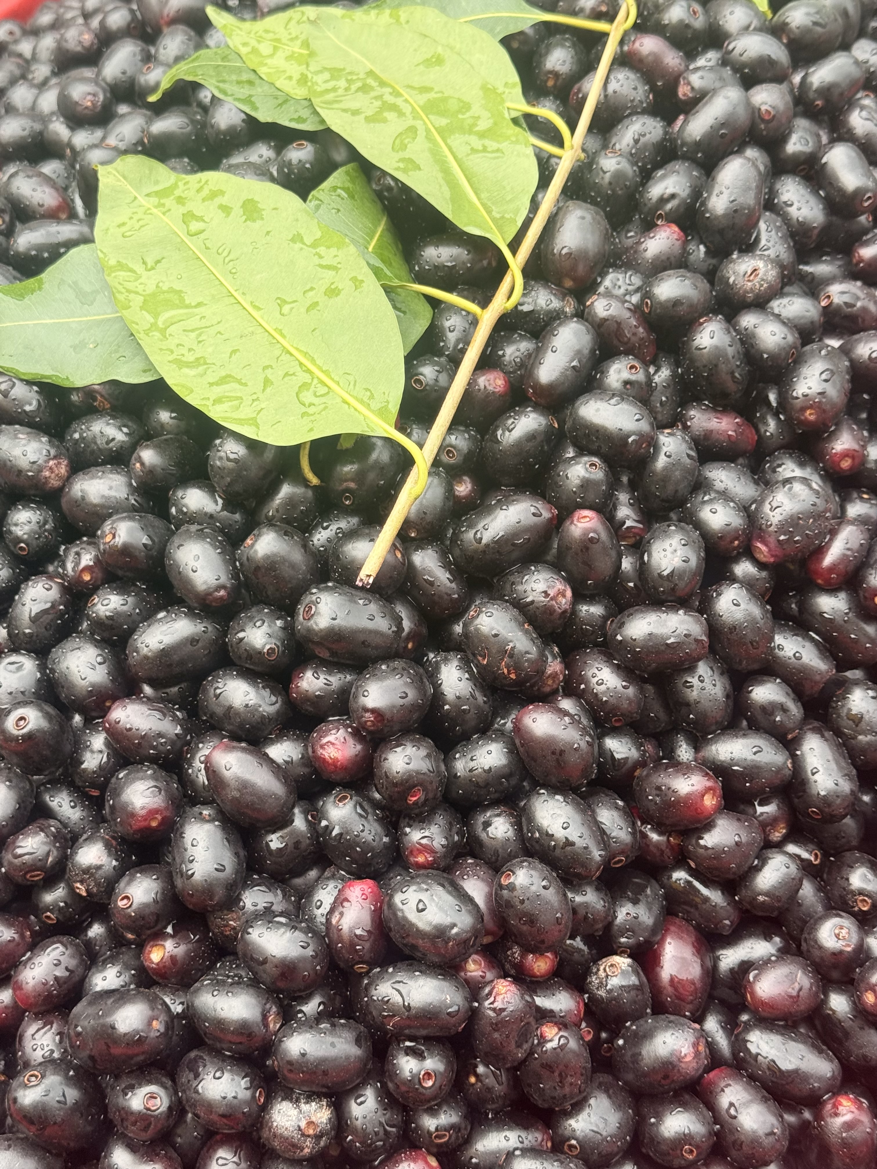 ‘A season on the cart’: Why these Indian summer fruits are suddenly going viral